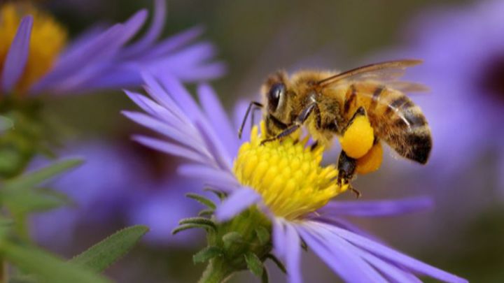 bumble