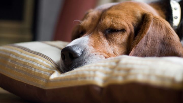 sleeping-dog