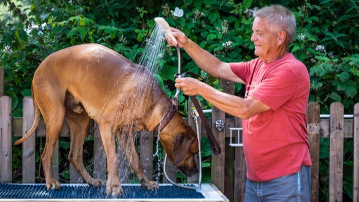 dog-wash